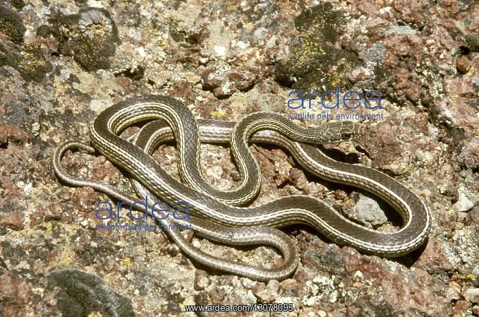 : Desert Striped Whipsnake : Desert Striped Whipsnake
