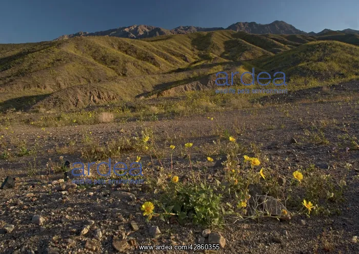 : Desert Sunflower / Gold - flowering profusely : Desert Sunflower / Gold - flowering profusely