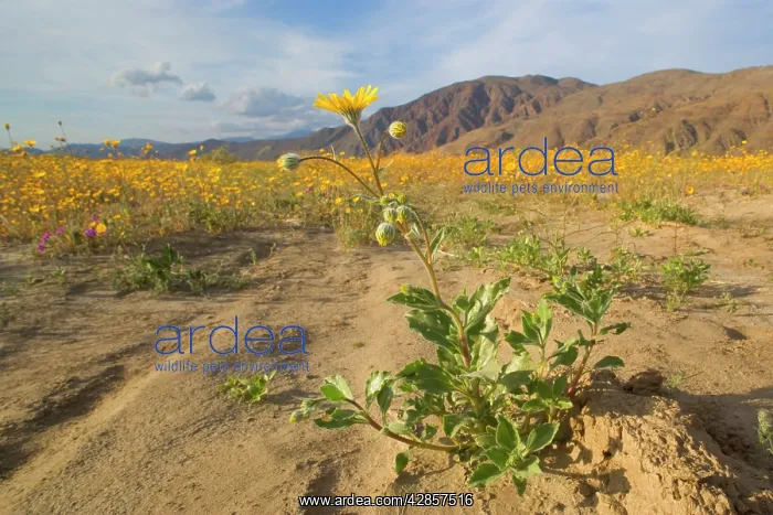 : Desert Sunflowers : Desert Sunflowers