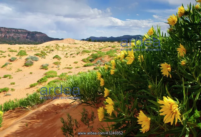 : Desert Sunflowers - Coral Pink Sand Dunes : Desert Sunflowers - Coral Pink Sand Dunes
