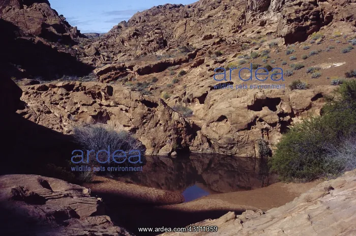 : Desert Tank in Arizona : Desert Tank in Arizona