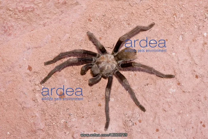 : Desert Tarantula : Desert Tarantula