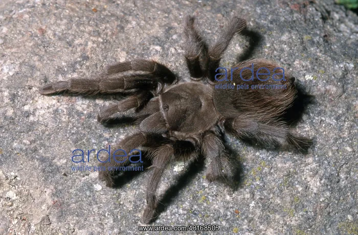 : Desert Tarantula : Desert Tarantula