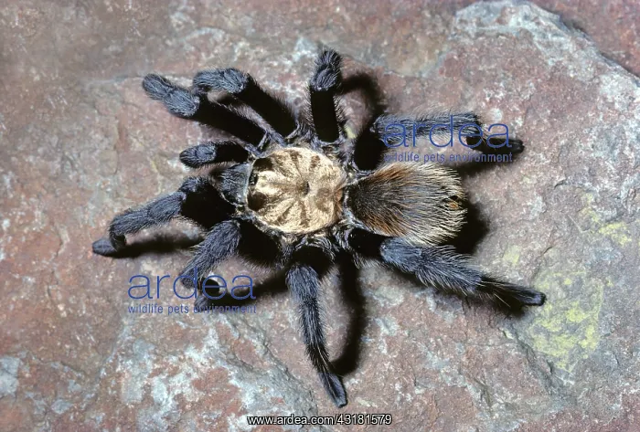 : Desert Tarantula : Desert Tarantula