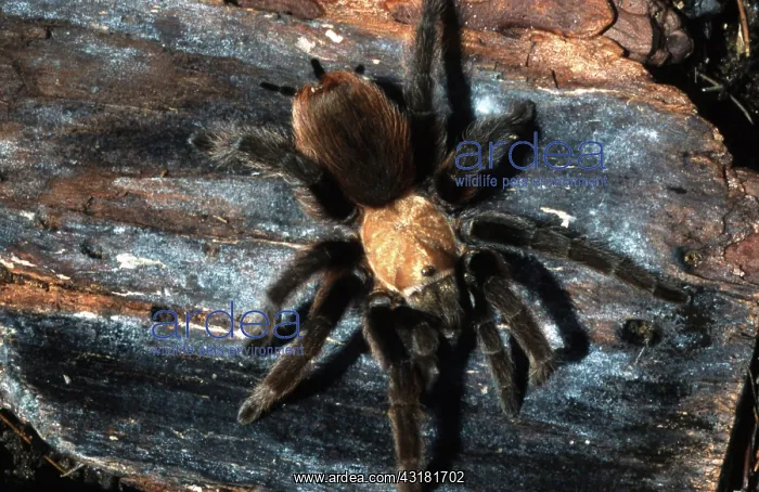 : Desert Tarantula : Desert Tarantula