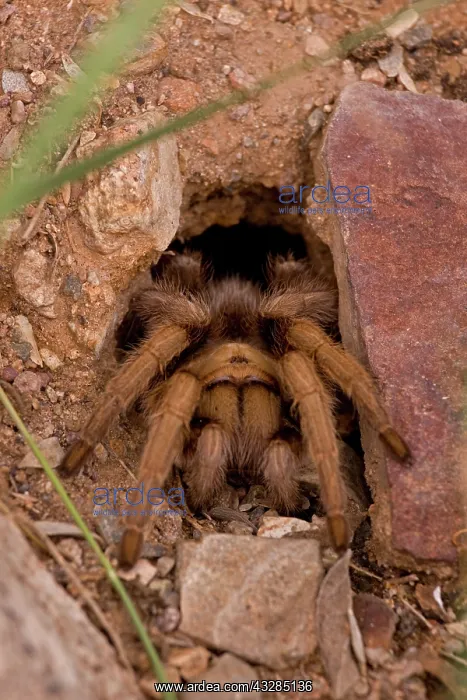 : Desert Tarantula (Aphonopelma spp.) - Sonoran Desert- Arizon : Desert Tarantula (Aphonopelma spp.) - Sonoran Desert- Arizon