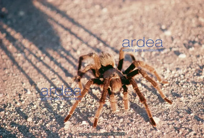 : Desert Tarantula / Bird-eating Spider : Desert Tarantula / Bird-eating Spider