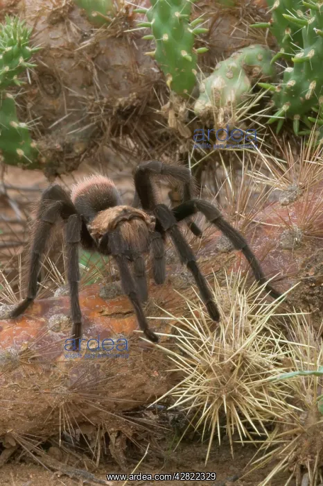 : Desert Tarantula / Bird-eating Spider - Venomous : Desert Tarantula / Bird-eating Spider - Venomous