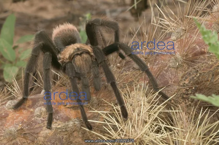 : Desert Tarantula / Bird-eating Spider - Venomous : Desert Tarantula / Bird-eating Spider - Venomous