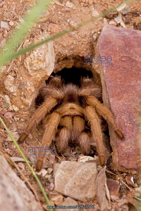 : Desert Tarantula - Emerging from hole in ground : Desert Tarantula - Emerging from hole in ground