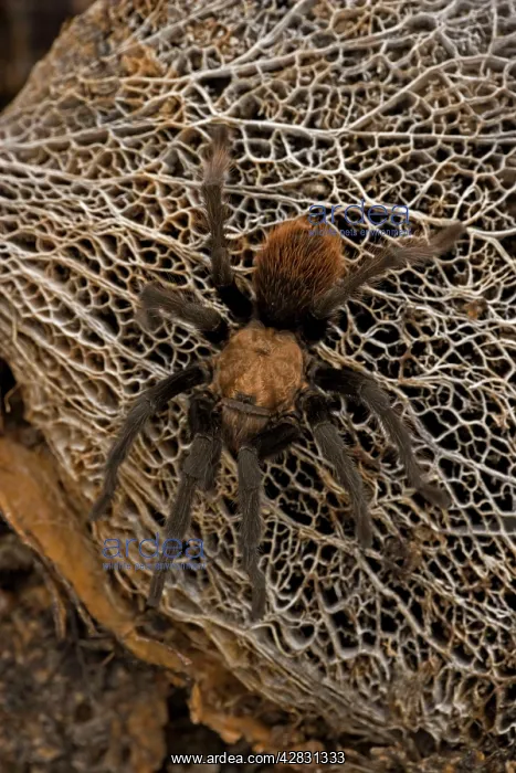 : Desert Tarantula - venomous-urticating hairs on : Desert Tarantula - venomous-urticating hairs on
