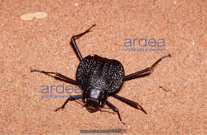 : DESERT TENEBRIONID BEETLE : DESERT TENEBRIONID BEETLE
