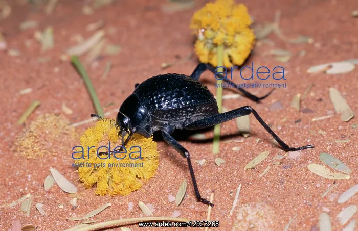 : Desert Tenebrionid / Long-legged Beetle - feeding : Desert Tenebrionid / Long-legged Beetle - feeding