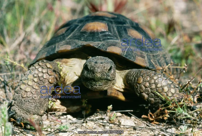 : Desert TORTOISE : Desert TORTOISE