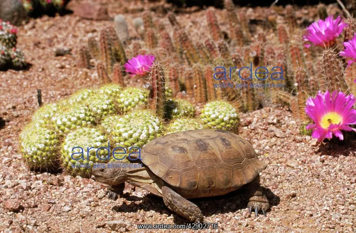 : Desert Tortoise : Desert Tortoise