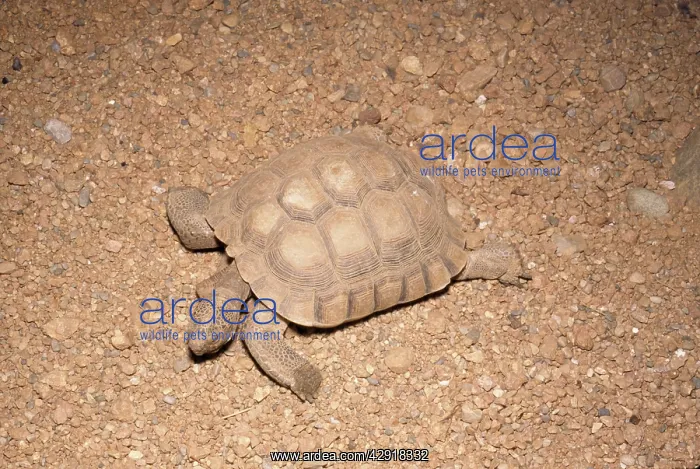 : DESERT TORTOISE : DESERT TORTOISE