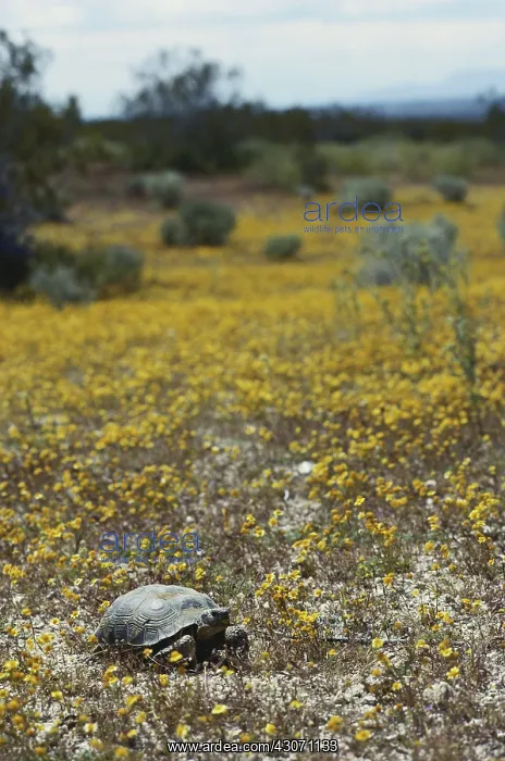 : Desert Tortoise : Desert Tortoise