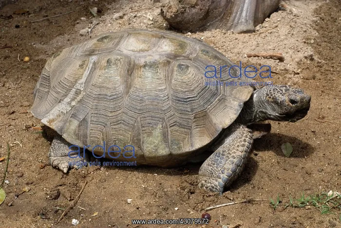 : Desert Tortoise : Desert Tortoise