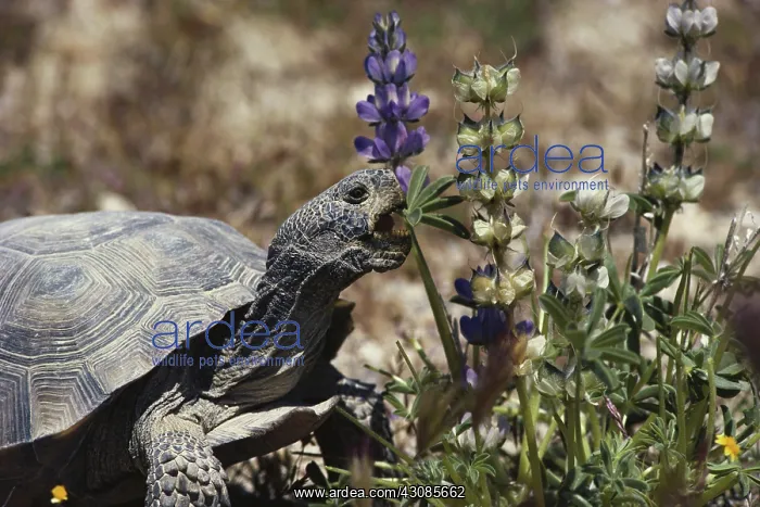 : Desert Tortoise : Desert Tortoise