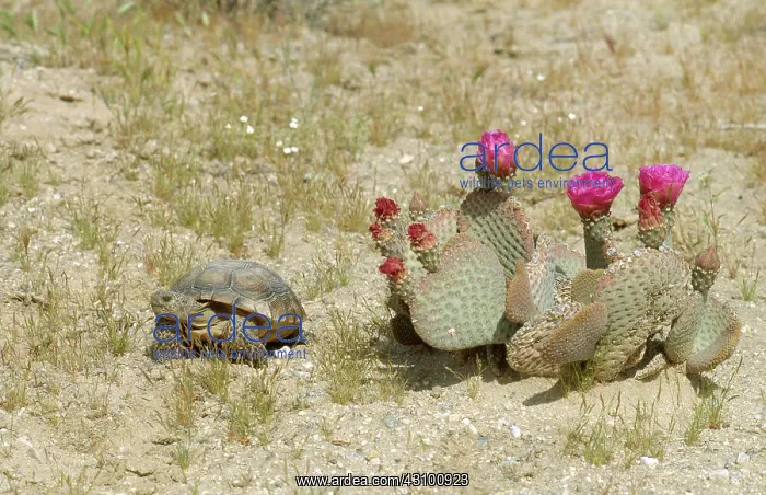 : Desert Tortoise : Desert Tortoise