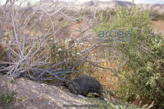 : Desert Tortoise : Desert Tortoise