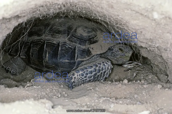 : Desert tortoise : Desert tortoise