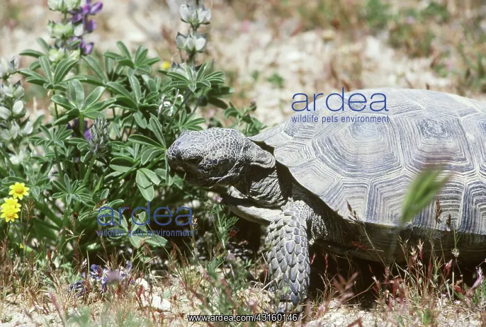 : Desert tortoise : Desert tortoise