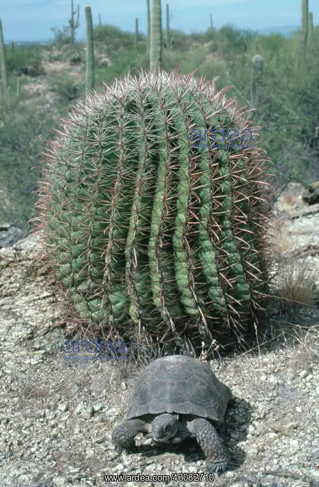 : Desert Tortoise, Arizona : Desert Tortoise, Arizona