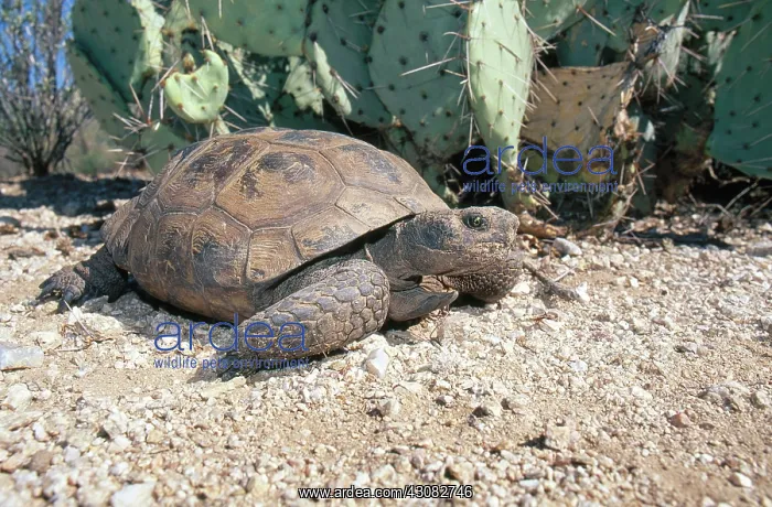 : Desert Tortoise, Arizona : Desert Tortoise, Arizona