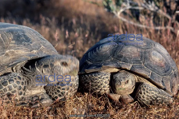 : Desert Tortoise Courtship : Desert Tortoise Courtship
