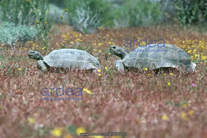  : Desert Tortoise Courtship
