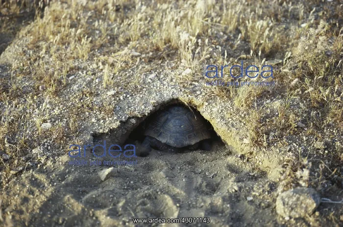 : Desert Tortoise in Den : Desert Tortoise in Den