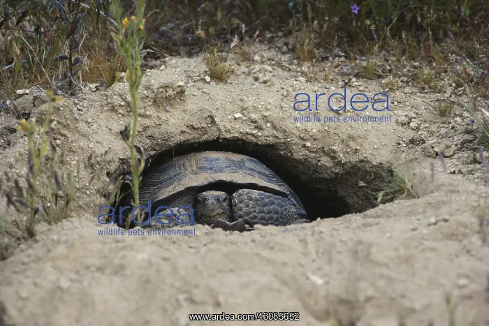 : Desert Tortoise in Den : Desert Tortoise in Den