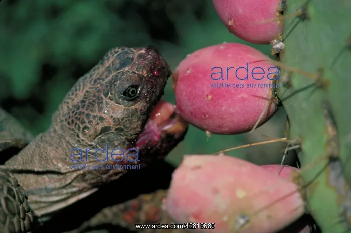 : Desert Tortoise - eating fruit of pricky pear cactus : Desert Tortoise - eating fruit of pricky pear cactus