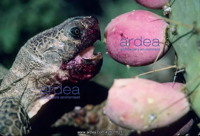 : Desert Tortoise - eating fruit of pricky pear cactus : Desert Tortoise - eating fruit of pricky pear cactus