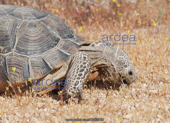: Desert tortoise eating scat : Desert tortoise eating scat