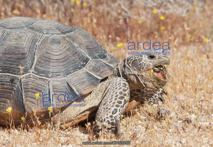 : Desert tortoise eating scat : Desert tortoise eating scat