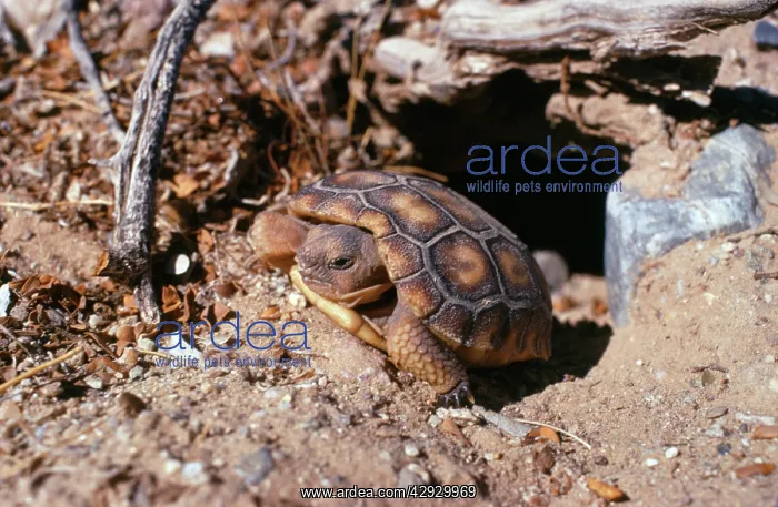 : Desert Tortoise - juvenile leaving burrow : Desert Tortoise - juvenile leaving burrow