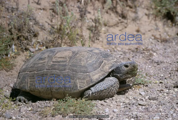 : Desert Tortoise - large adult : Desert Tortoise - large adult