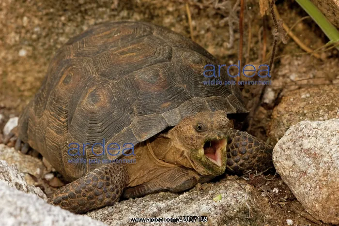 : Desert Tortoise - With mouth open : Desert Tortoise - With mouth open