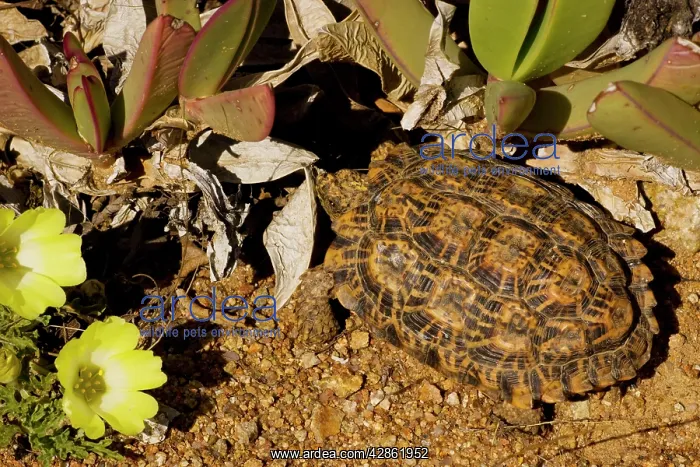 : Desert Tortoise - Nama Padloper - with Grielum flowers : Desert Tortoise - Nama Padloper - with Grielum flowers