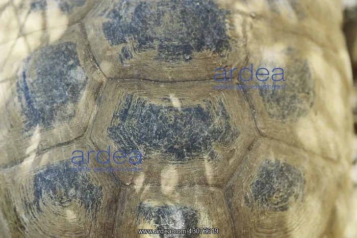 : Desert Tortoise Shell : Desert Tortoise Shell