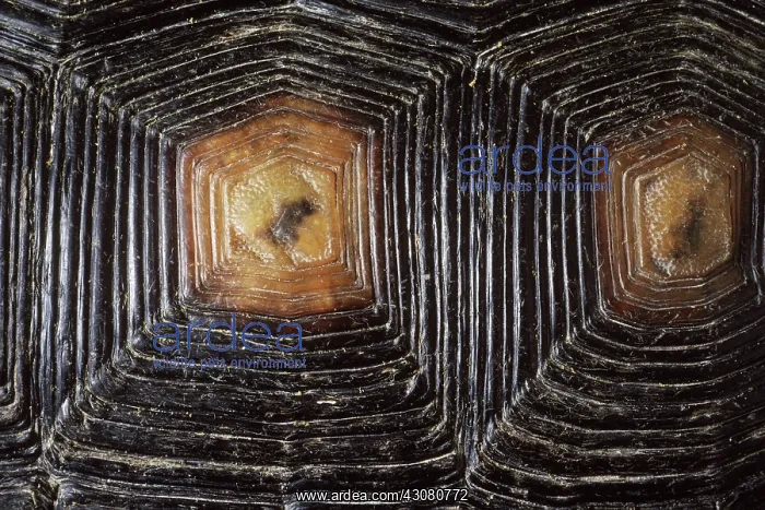 : Desert Tortoise Shell : Desert Tortoise Shell