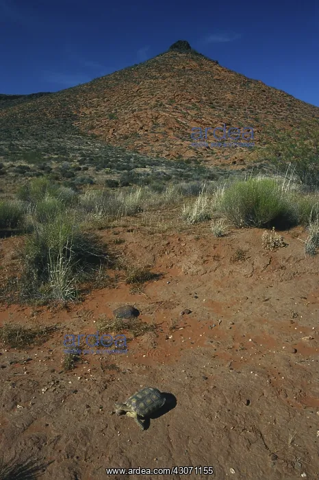 : Desert Tortoise in Utah : Desert Tortoise in Utah