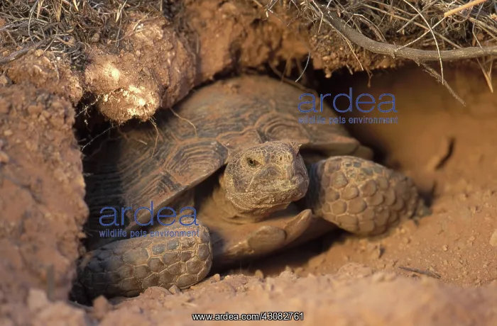 : Desert Tortoise, Utah : Desert Tortoise, Utah