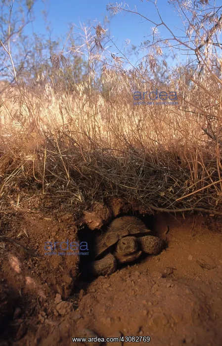 : Desert Tortoise, Utah : Desert Tortoise, Utah