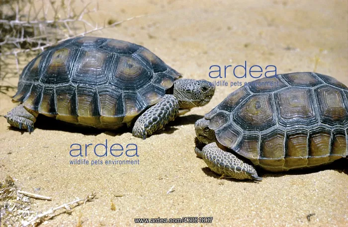 : Desert Tortoises : Desert Tortoises
