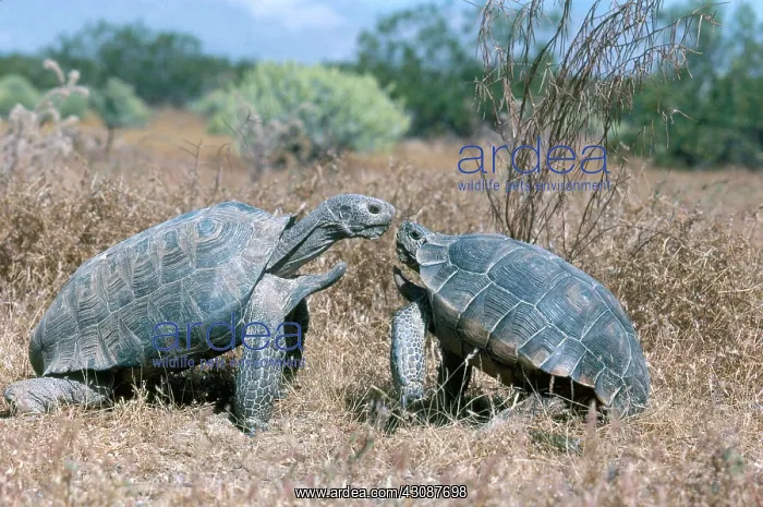 : Desert Tortoises : Desert Tortoises
