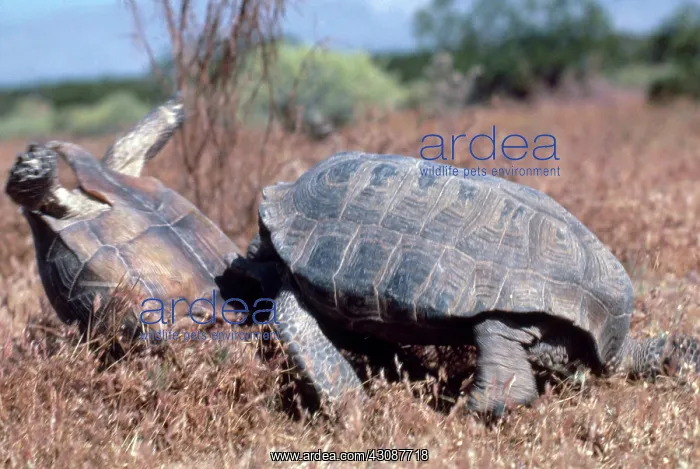 : Desert Tortoises : Desert Tortoises