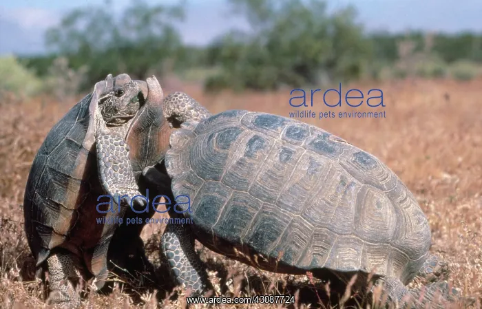 : Desert Tortoises : Desert Tortoises
